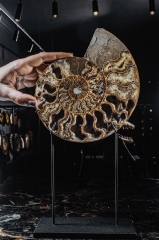 Аммонит Cleoniceras sp.