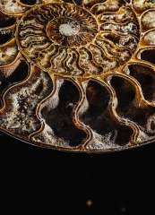 Аммонит Cleoniceras sp.