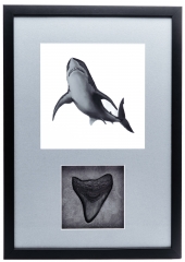 Панно с зубом мегалодона 9,5 см