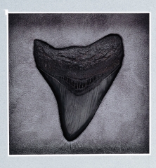 Панно с зубом мегалодона 9,5 см