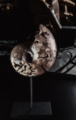 Аммонит Shloenbacchia sp.