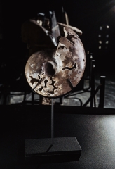 Аммонит Shloenbacchia sp.