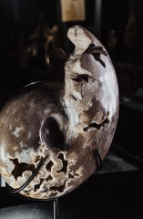 Аммонит Shloenbacchia sp.