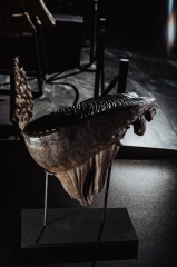 Зуб мамонта 