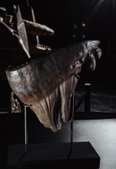 Зуб мамонта 