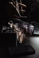 Зуб мамонта 