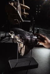 Зуб мамонта 