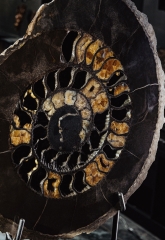 Аммонит Speetoniceras versicolor