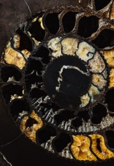 Аммонит Speetoniceras versicolor