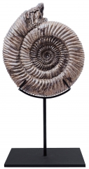 Аммонит Speetoniceras versicolor