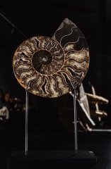 Аммонит Cleoniceras sp.