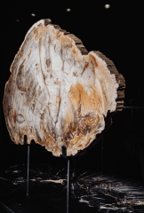 Окаменелое дерево