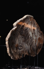 Окаменелое дерево