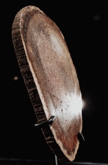 Древовидный папоротник Tietea singularis 