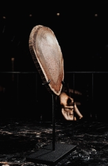 Древовидный папоротник Tietea singularis 