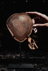 Древовидный папоротник Tietea singularis 