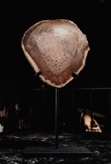 Древовидный папоротник Tietea singularis 