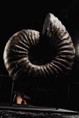 Аммонит Deshayesites sp. 