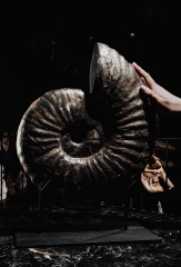 Аммонит Deshayesites sp. 