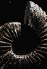 Аммонит Deshayesites sp. 