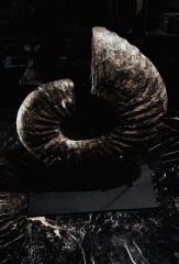 Аммонит Deshayesites sp. 