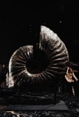 Аммонит Deshayesites sp. 