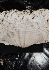 Морской гребешок Gigantopectens sp.