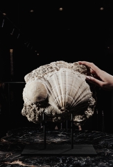Морской гребешок Gigantopectens sp. и морской еж Scutella sp.