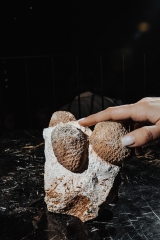 Окаменелые шишки Araucaria mirabilis