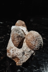 Окаменелые шишки Araucaria mirabilis