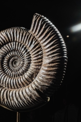 Аммонит Speetoniceras versicolor