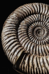 Аммонит Speetoniceras versicolor