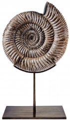 Аммонит Speetoniceras versicolor