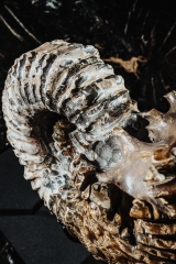 Аммонит Douvilleiceras sp.