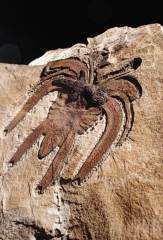 Членистоногое Furca mauretanica