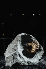 Аммонит Asterosceras obtusum