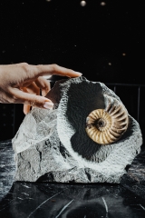 Аммонит Asterosceras obtusum