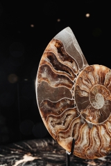 Аммонит Cleoniceras sp.