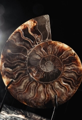 Аммонит Cleoniceras sp.