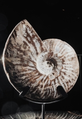 Аммонит Cleoniceras sp.