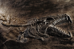 Рыбы Palaeorhynchus sp. и Lepidopus sp.