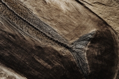 Рыбы Palaeorhynchus sp. и Lepidopus sp.