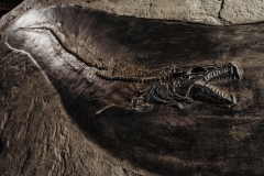 Рыбы Palaeorhynchus sp. и Lepidopus sp.