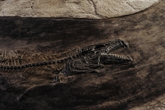 Рыбы Palaeorhynchus sp. и Lepidopus sp.