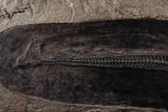 Рыбы Palaeorhynchus sp. и Lepidopus sp.