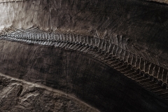 Рыбы Palaeorhynchus sp. и Lepidopus sp.