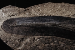 Рыбы Palaeorhynchus sp. и Lepidopus sp.