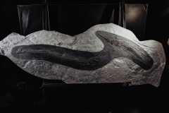 Рыбы Palaeorhynchus sp. и Lepidopus sp.