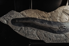 Рыбы Palaeorhynchus sp. и Lepidopus sp.