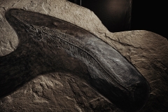 Рыбы Palaeorhynchus sp. и Lepidopus sp.